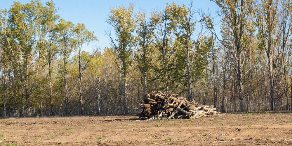 Lot-Clearing-e1732216713337