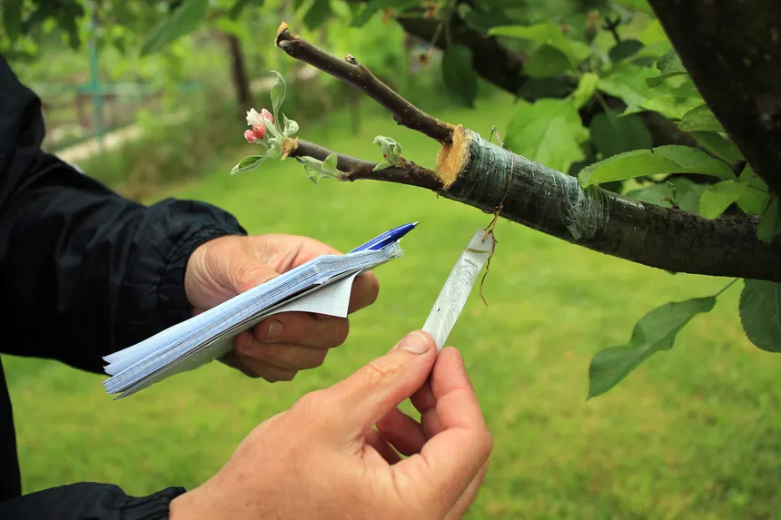 tree-health-assessments